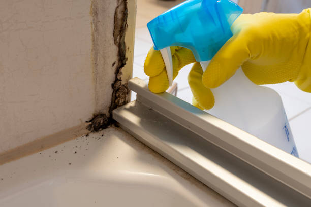 Best Attic Mold Removal  in Glendale, CO