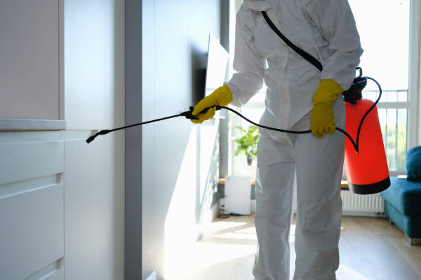 Attic Mold Removal in Glendale, CO