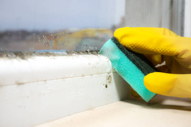Best Black Mold Removal  in Glendale, CO