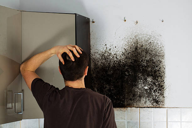 Trusted Glendale, CO Mold Removal Experts
